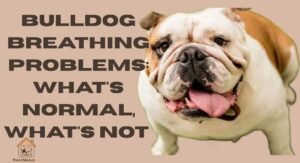 Do Bulldogs Have Breathing Problems Signs & Care (2026)