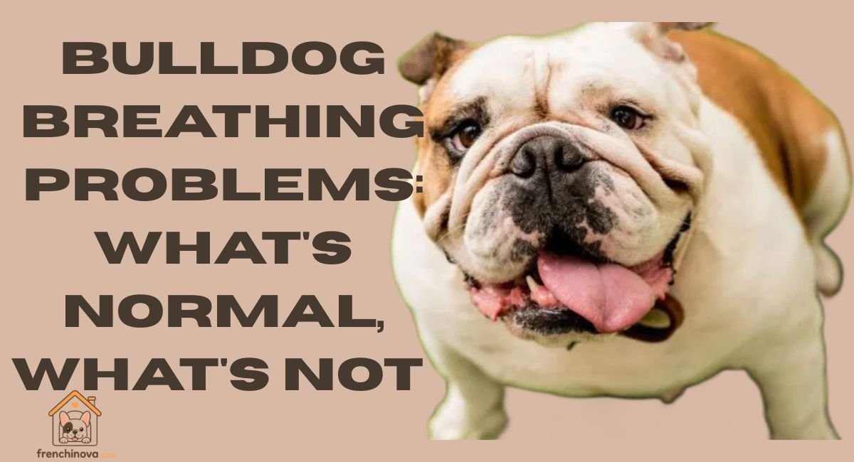 Do Bulldogs Have Breathing Problems Signs & Care (2026)