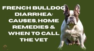 French Bulldog Diarrhea: Causes, Home Remedies & When to Call the Vet
