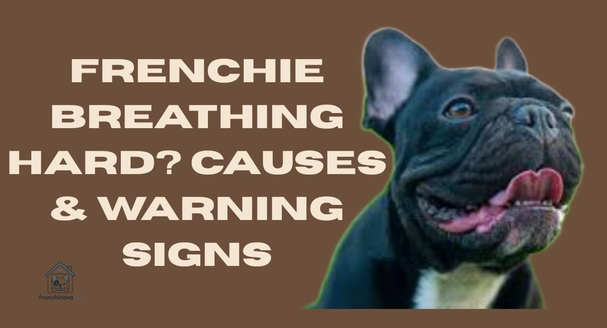 Frenchie Breathing Hard? Causes & Warning Signs