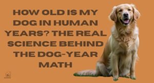 How Old Is My Dog in Human Years? The Real Science Behind the Dog-Year Math