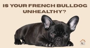 Is Your French Bulldog Unhealthy? Warning Signs Every Owner Must Know
