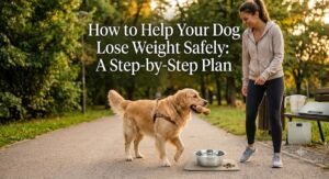 How to Help Your Dog Lose Weight Safely: A Step-by-Step Plan