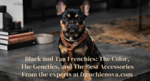 Black and Tan Frenchies: The Color, the Genetics, and the Best Accessories