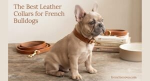 The Best Leather Collars for French Bulldogs (2026)
